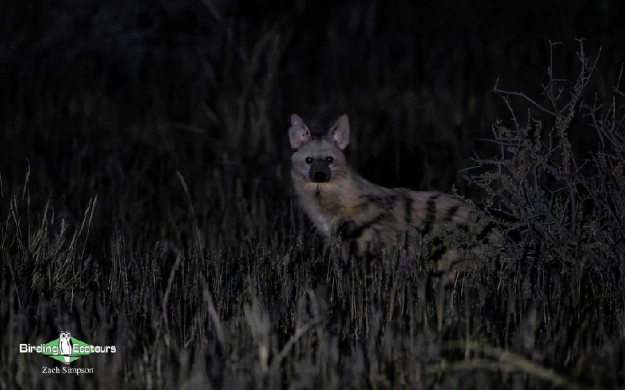 Western South Africa birding report