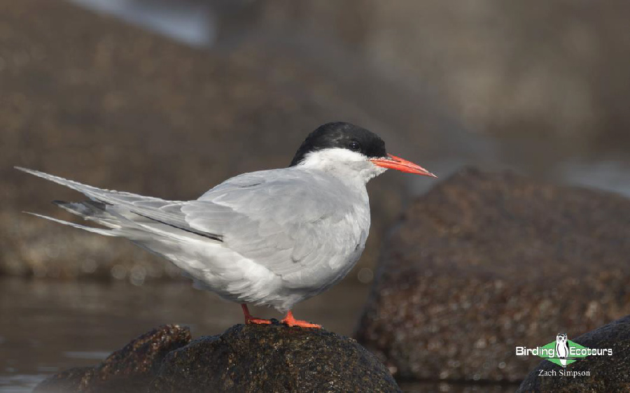 Western South Africa birding report