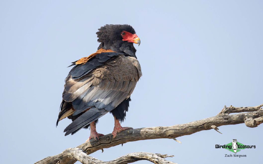 Western South Africa birding report