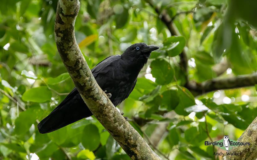 papua new guinea birding tours