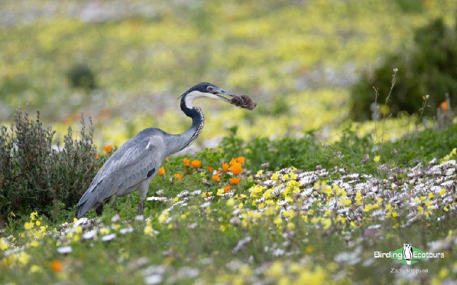 Western South Africa birding report