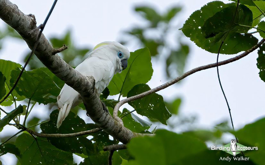 papua new guinea birding tours