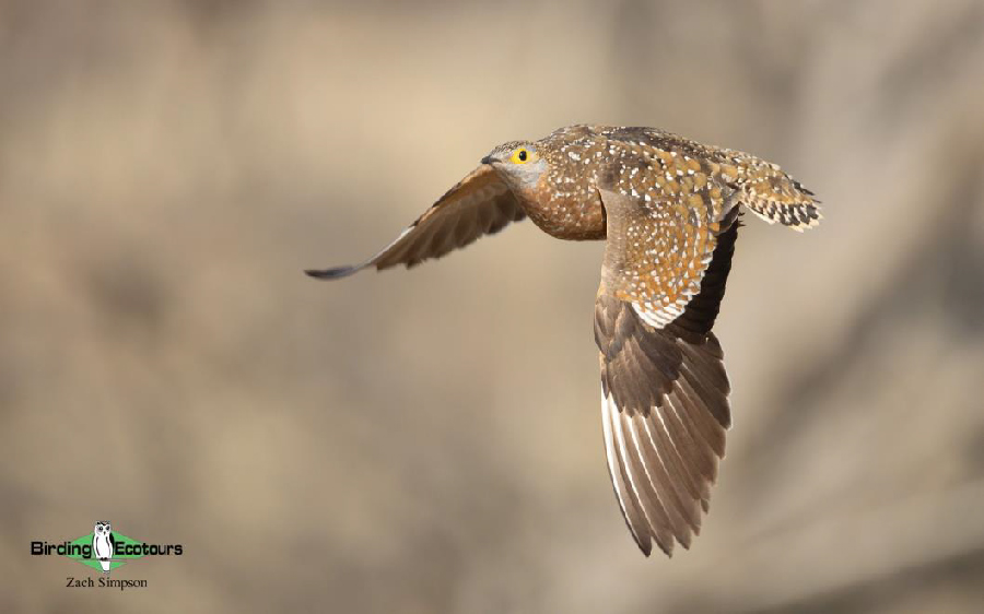 Western South Africa birding report
