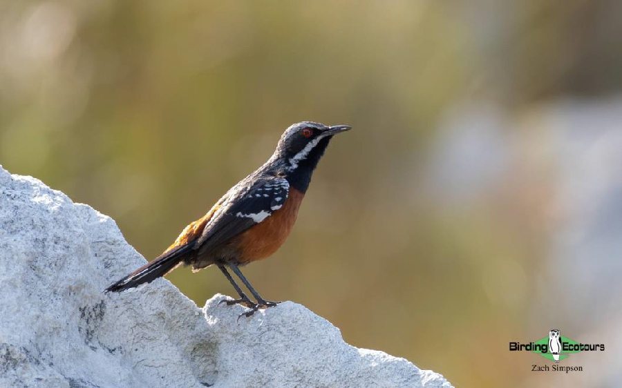 Western South Africa birding report
