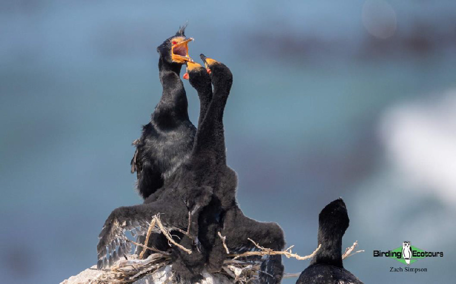 Western South Africa birding report