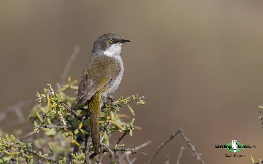 Western South Africa birding report