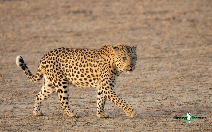 Western South Africa birding report