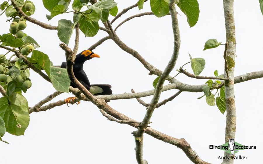 papua new guinea birding tours