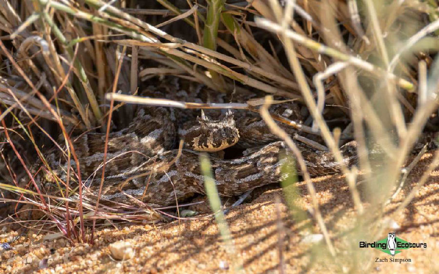 Western South Africa birding report