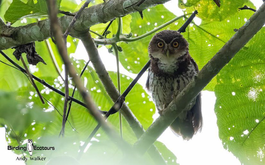 papua new guinea birding tours