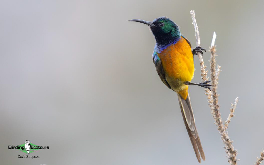 Western South Africa birding report