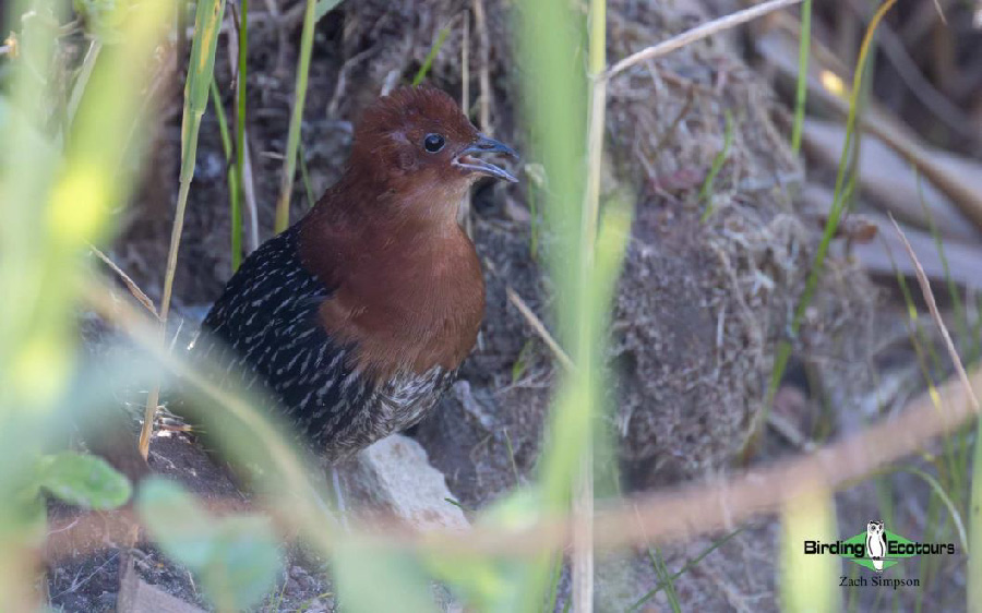 Western South Africa birding report