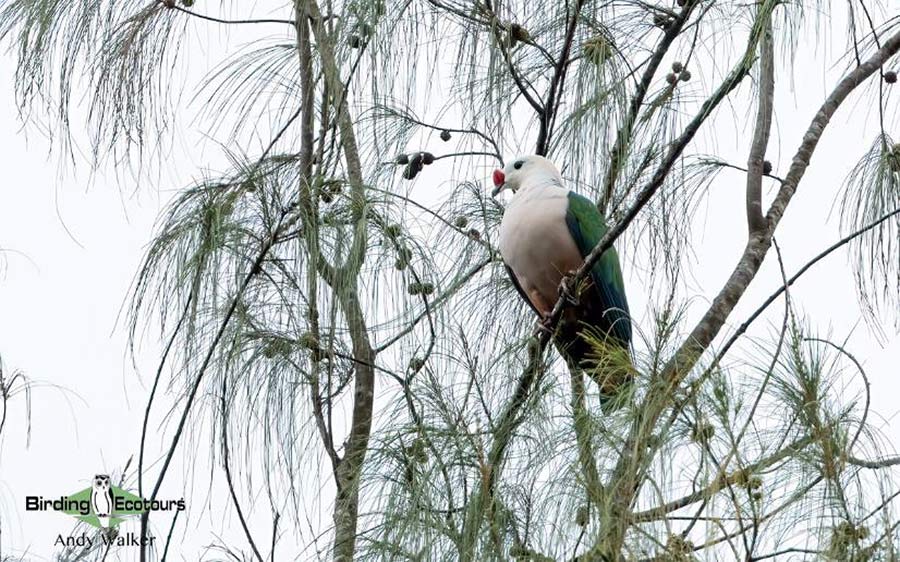 papua new guinea birding tours