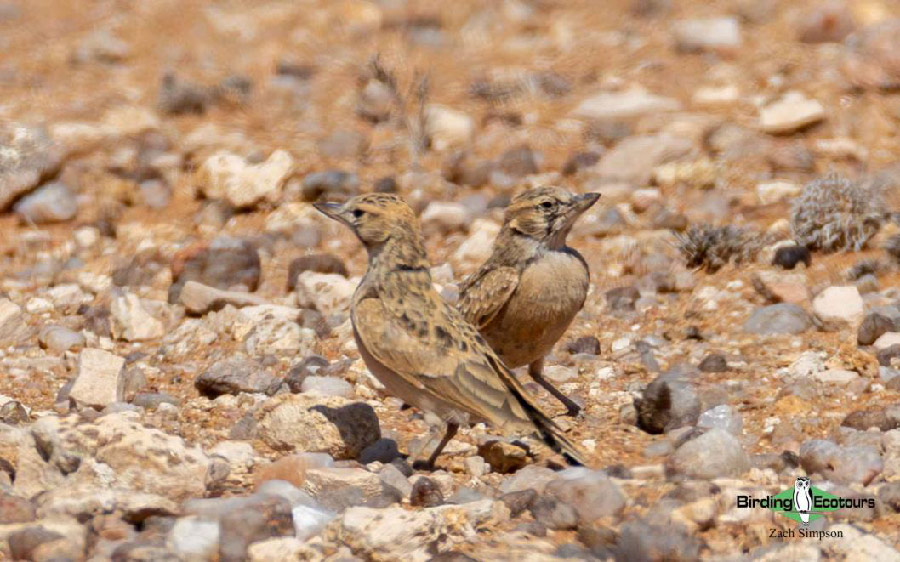 Western South Africa birding report
