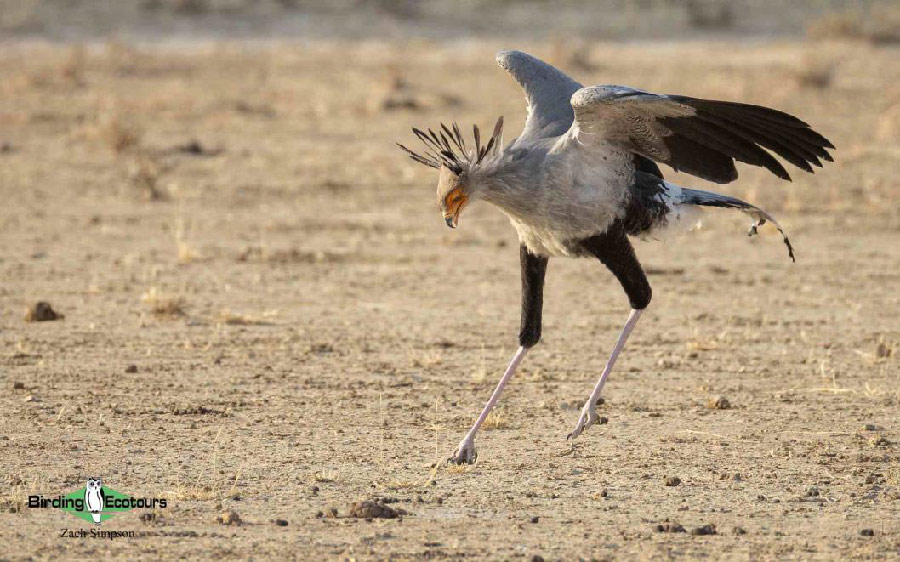 Western South Africa birding report