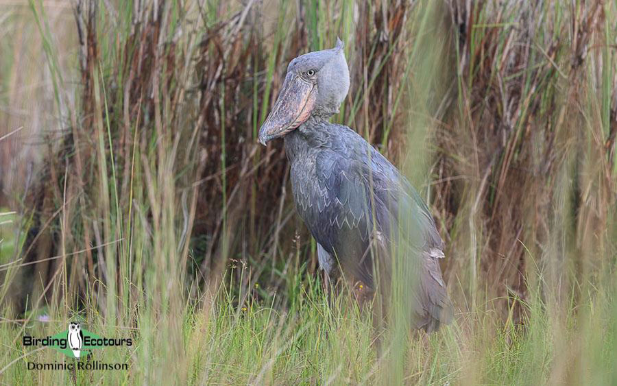 Uganda birding report