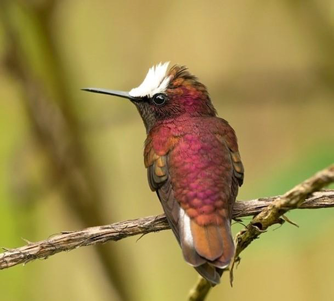 Costa Rica birding tour