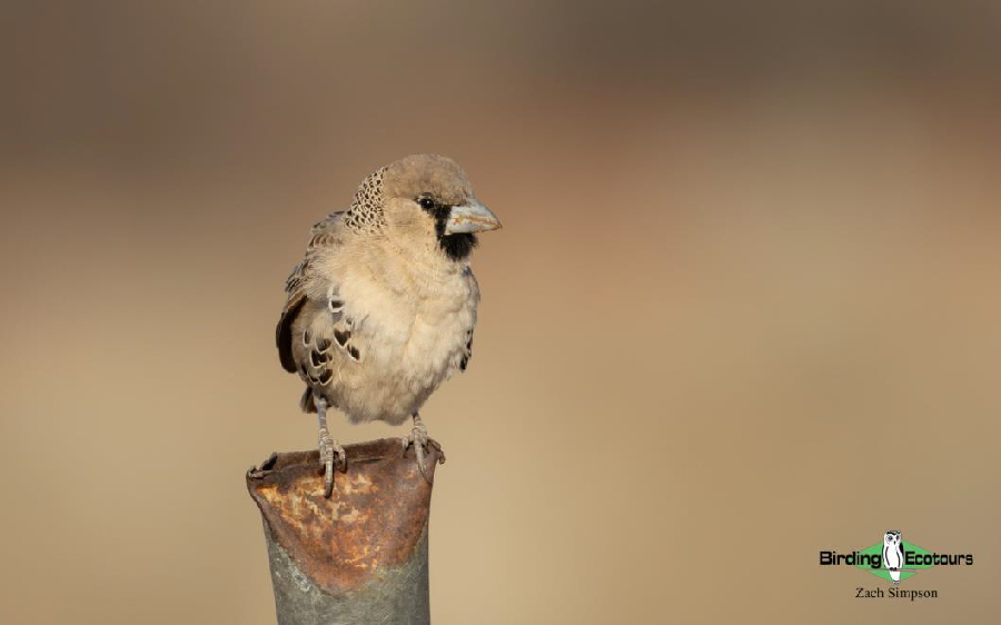 Western South Africa birding report