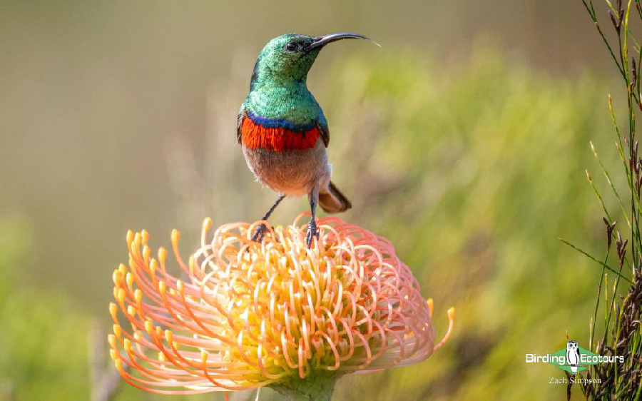 Western South Africa birding report