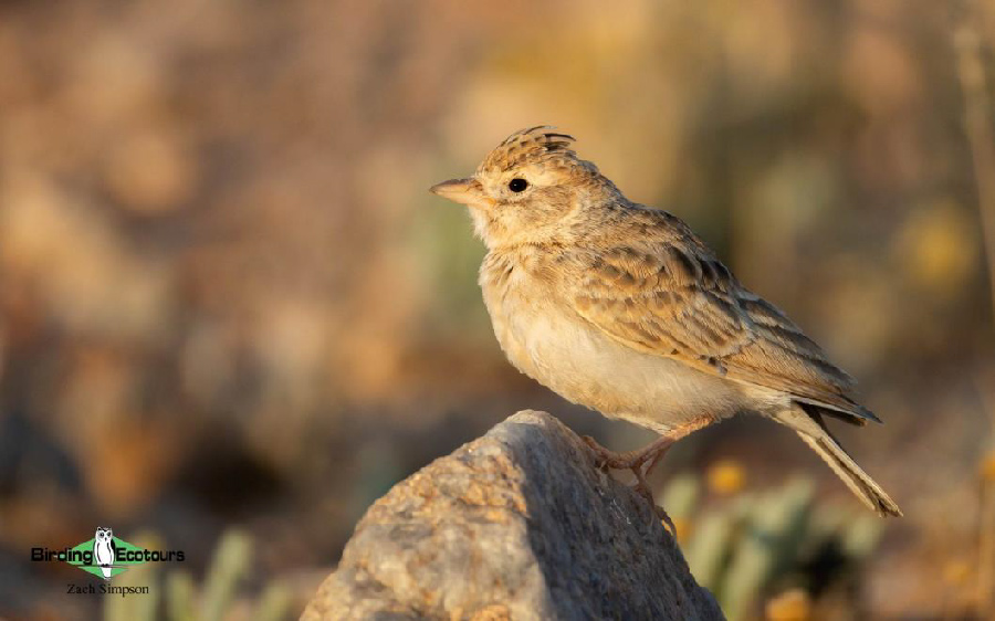 Western South Africa birding report