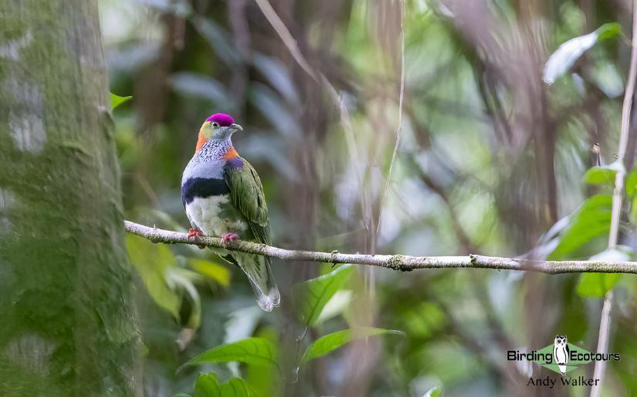 papua new guinea birding tours