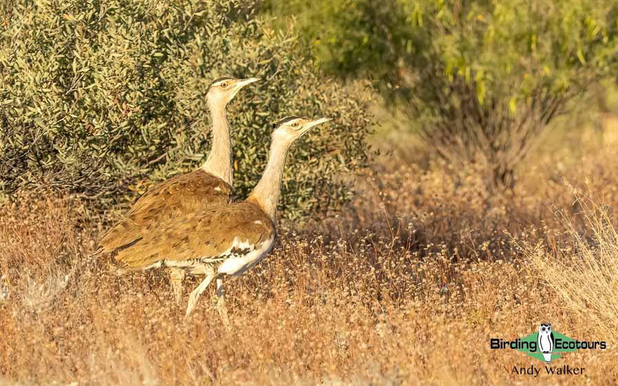 Alice Springs birding trip report