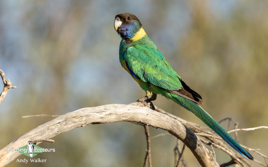 Australia October 2023 birding