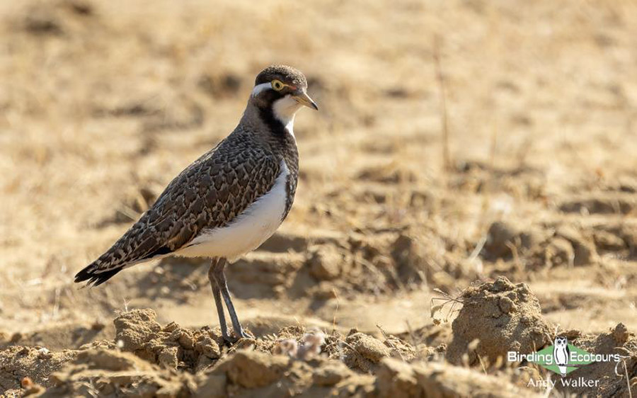 Australia birding report 2023 