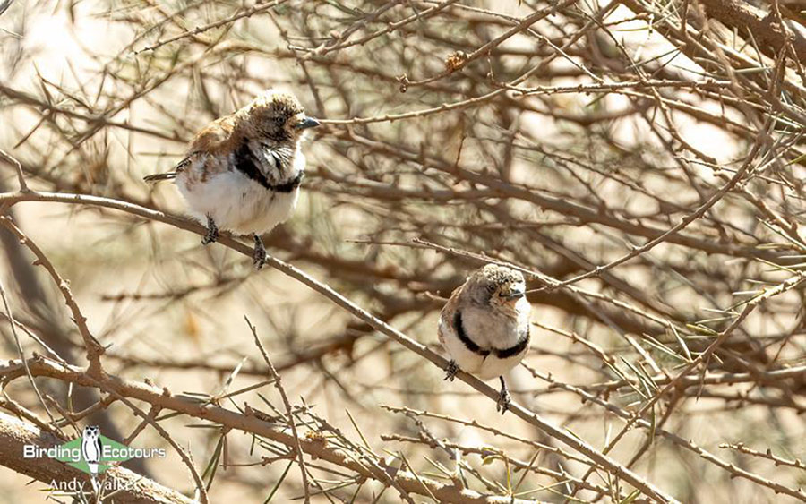 Australia October 2023 birding