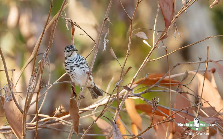 Australia September 2023 birding