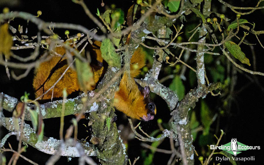 Bhutan - Spring Birding Tour_India - Kaziranga extension 