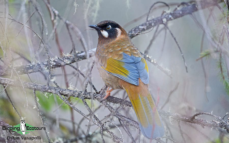 Bhutan - Spring Birding Tour_India - Kaziranga extension 