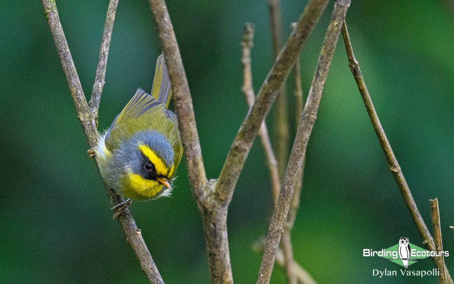 Bhutan - Spring Birding Tour_India - Kaziranga extension 
