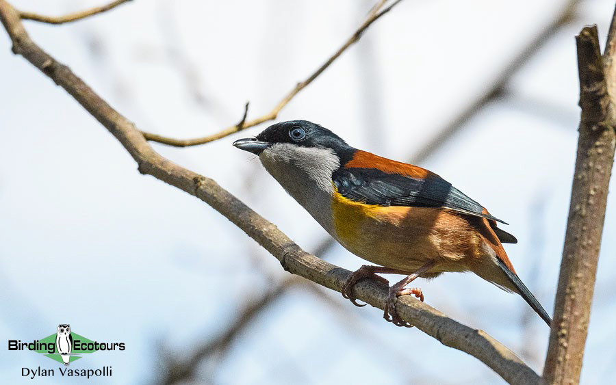 Bhutan - Spring Birding Tour_India - Kaziranga extension 