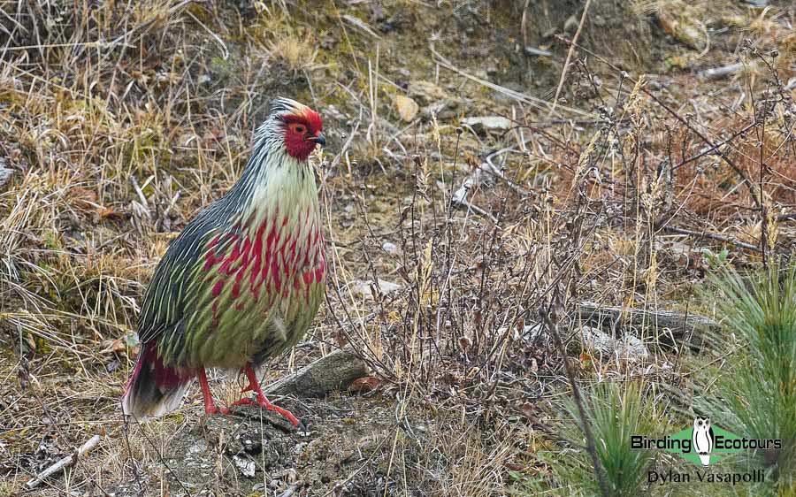 Bhutan - Spring Birding Tour_India - Kaziranga extension 