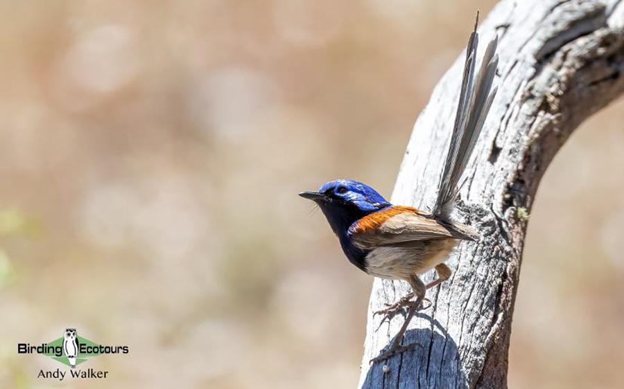 Australia birding report 2023 