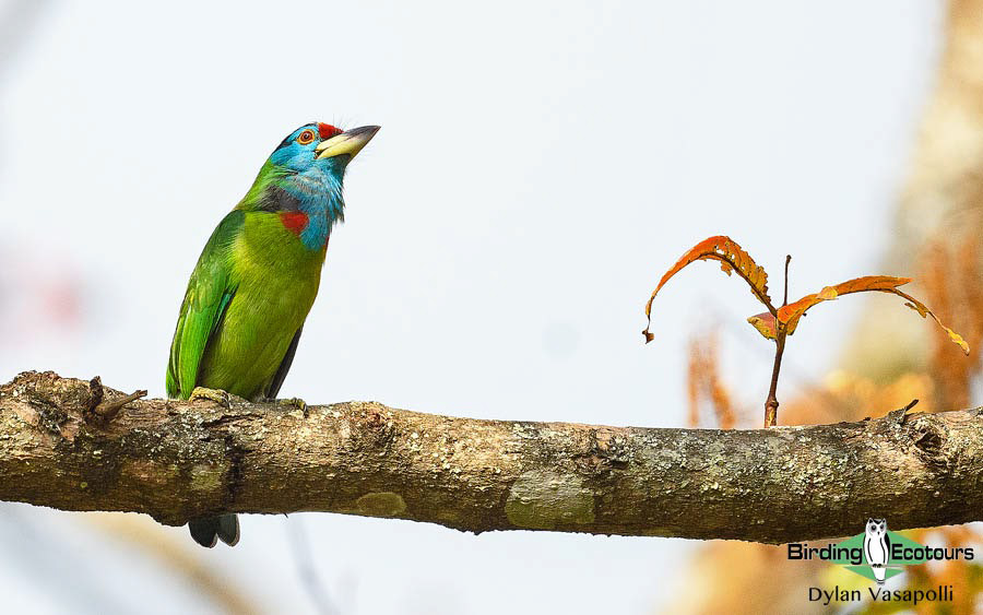 Bhutan - Spring Birding Tour_India - Kaziranga extension 