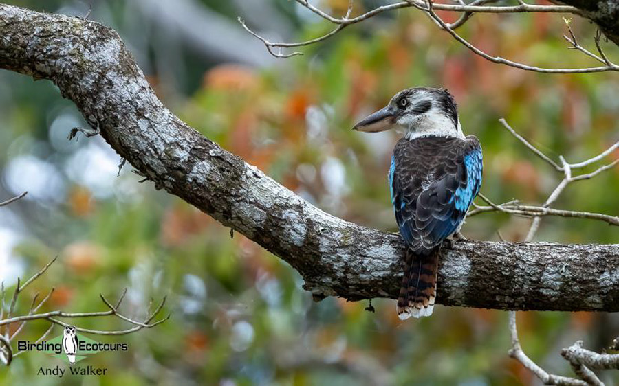 Australia September 2023 birding