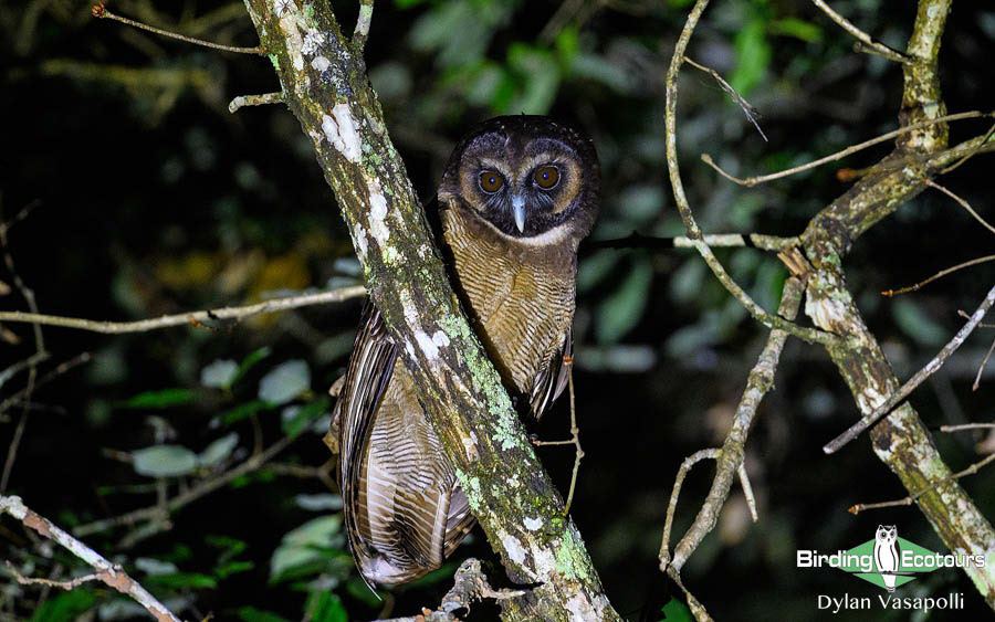 Bhutan - Spring Birding Tour_India - Kaziranga extension 