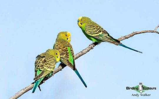 Alice Springs birding trip report