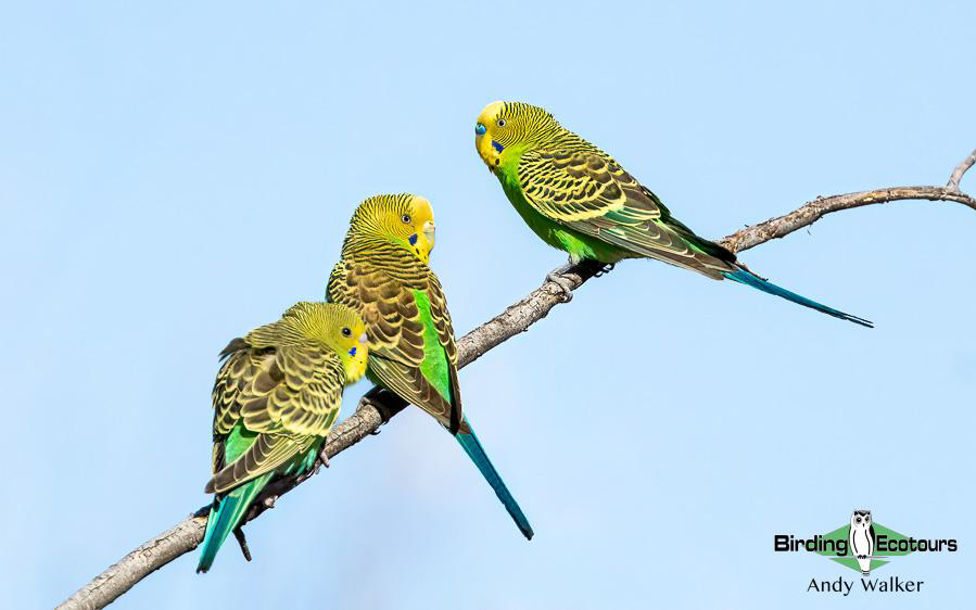 Alice Springs birding trip report