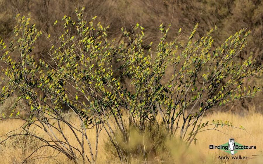 Australia October 2023 birding