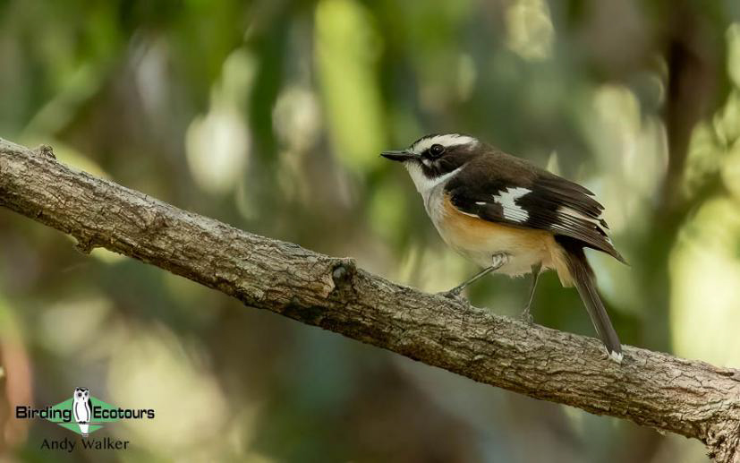 Australia Top Ending birding report