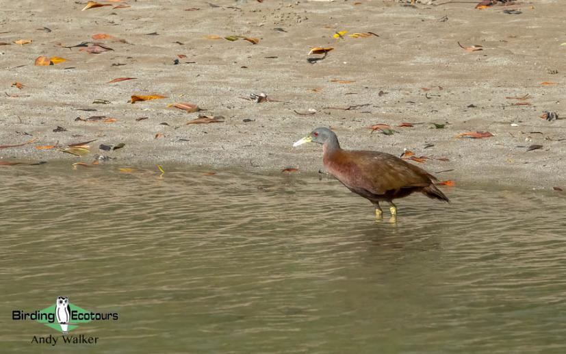 Australia Top Ending birding report