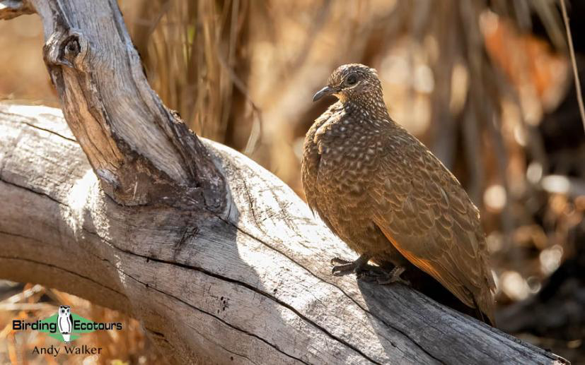 Australia Top Ending birding report