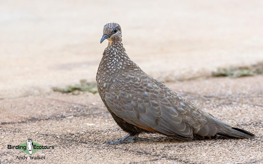 Australia September 2023 birding