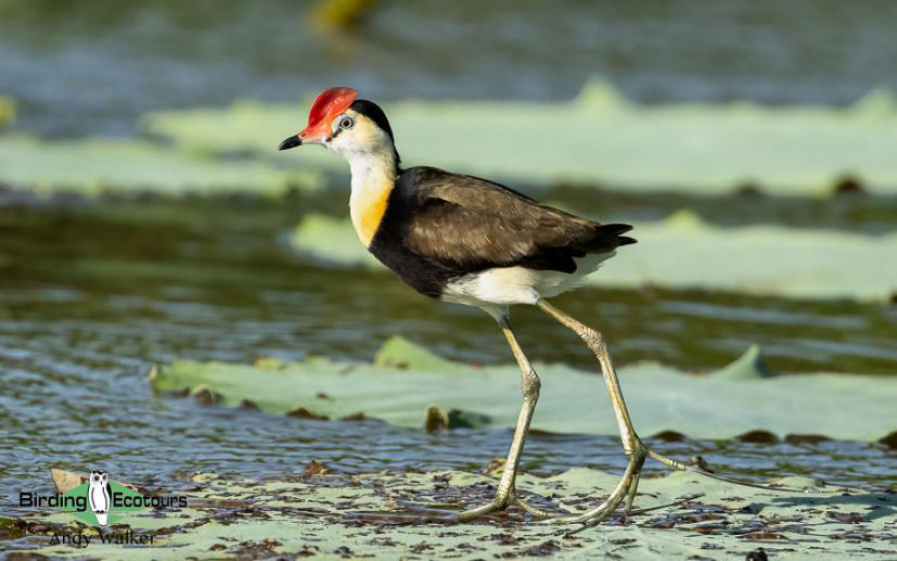 Australia Top Ending birding report