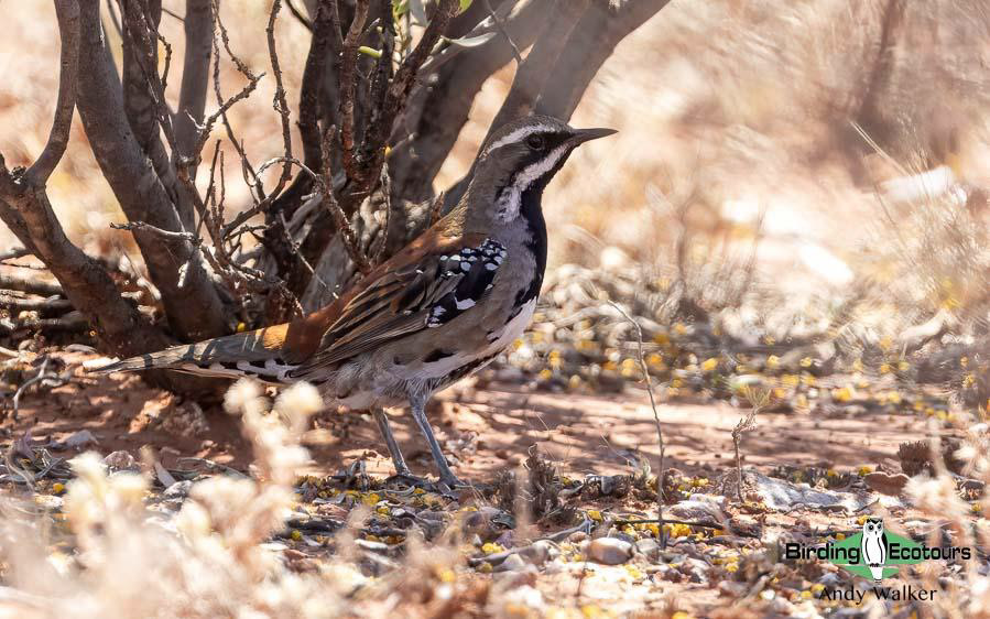 Alice Springs birding trip report