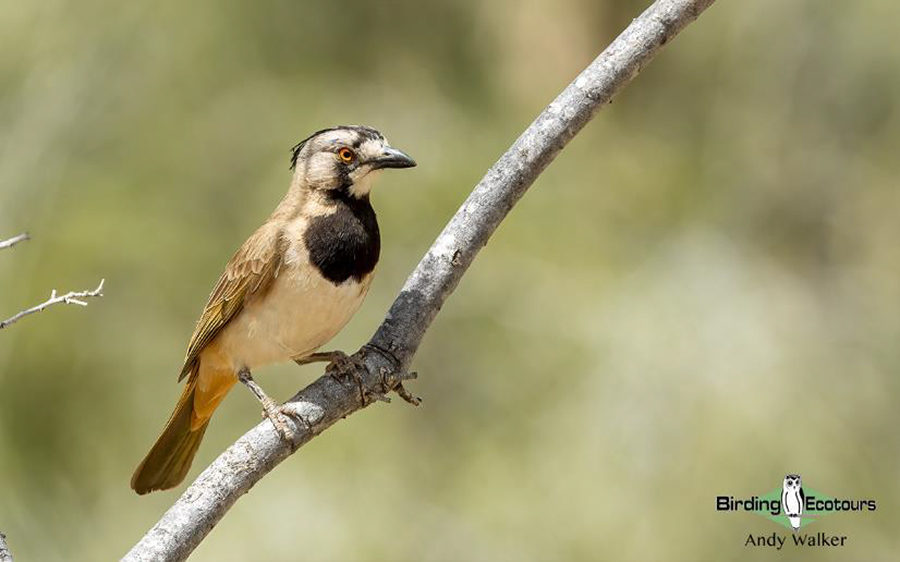 Australia October 2023 birding