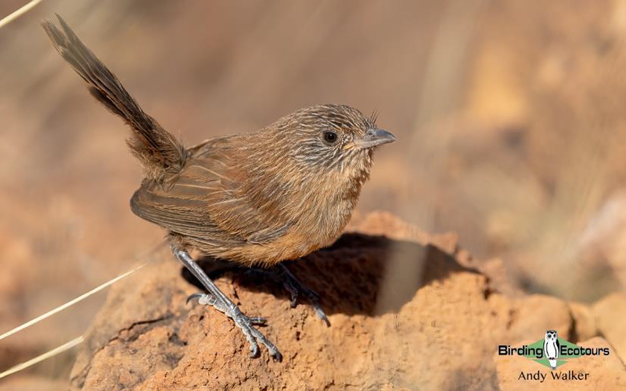 Australia October 2023 birding